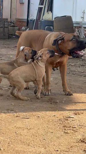 1-3 months Female Purebred Boerboel