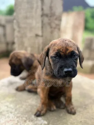 1-3 months Female Purebred Boerboel