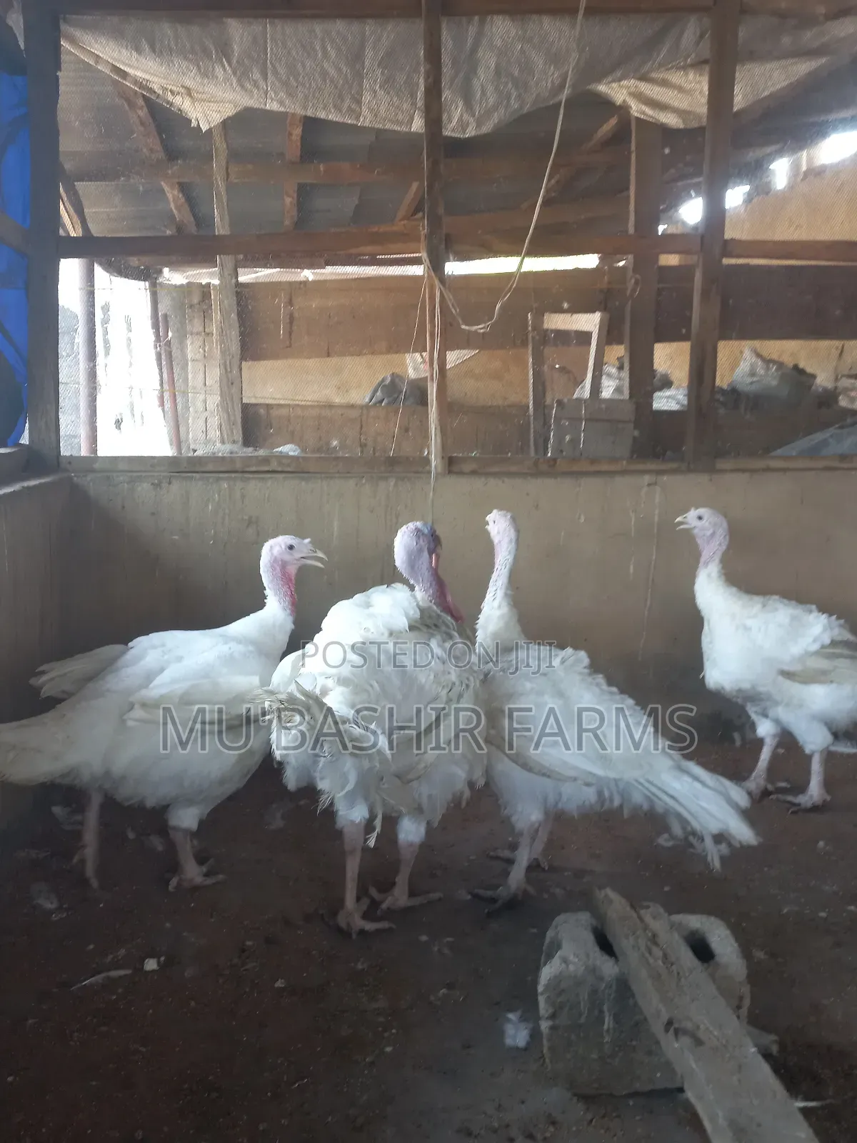 Foreign Turkey