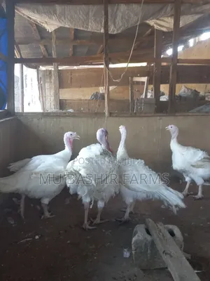 Foreign Turkey