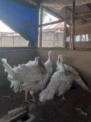 Foreign Turkey