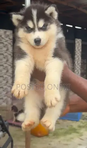 1-3 months Male Purebred Siberian Husky
