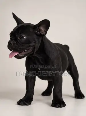 1-3 months Male Purebred French Bulldog