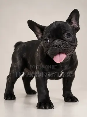 1-3 months Female Purebred French Bulldog