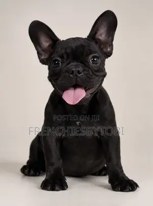 3-6 months Male Purebred French Bulldog