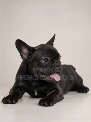 3-6 months Male Purebred French Bulldog