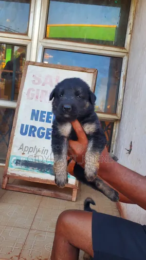 1-3 months Male Purebred German Shepherd