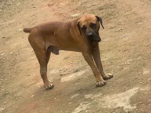 1+ year Male Purebred Boerboel