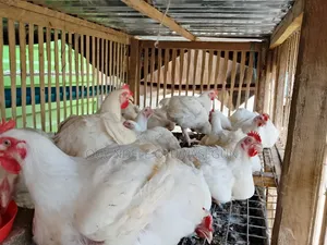 Healthy Live White Broiler Chickens - Big Size, Well Fed & Vaccinated