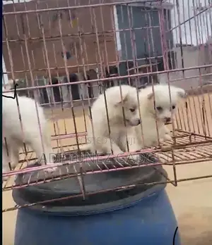 1-3 months Female Purebred American Eskimo
