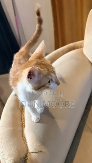 1-3 months Female Mixed Breed Persian
