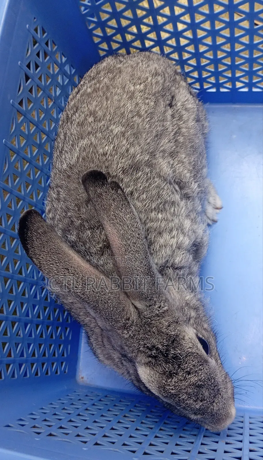 CTL Rabbit