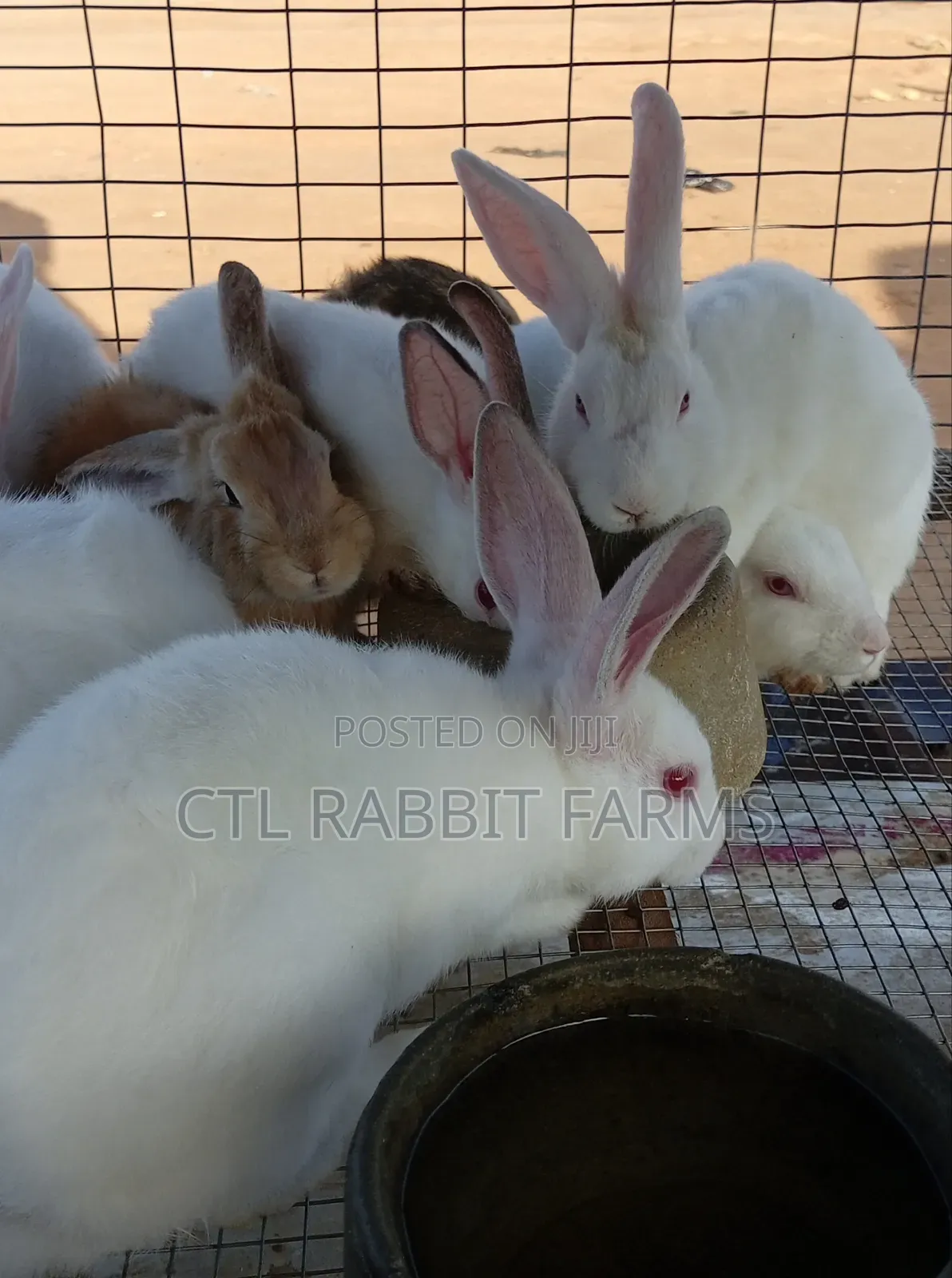 CTL Rabbit