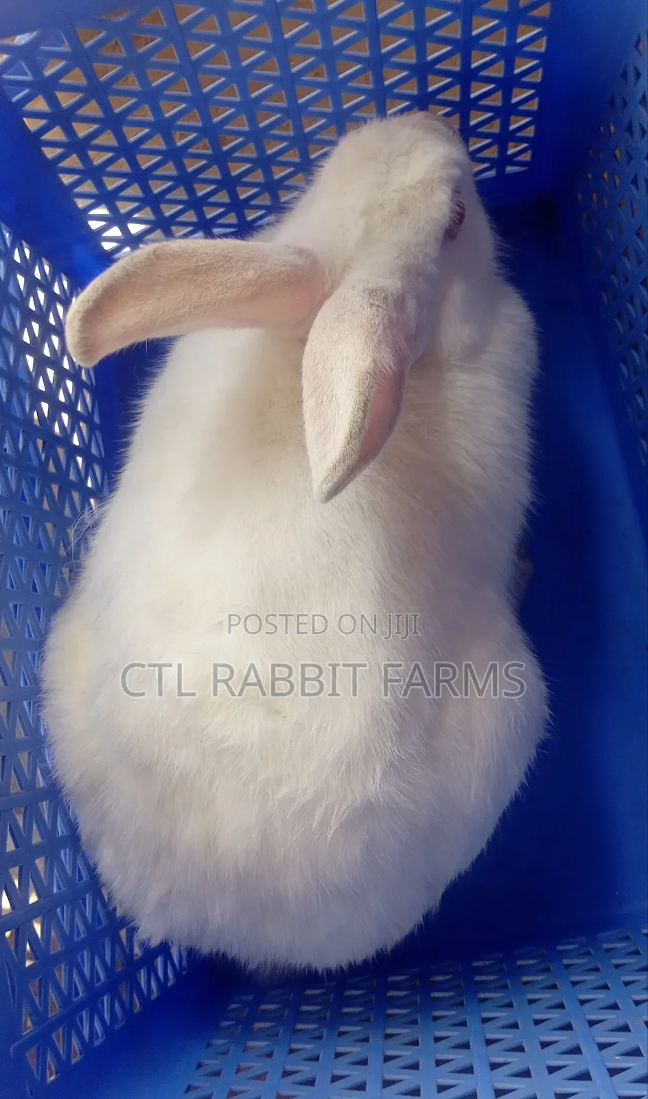 CTL Rabbit