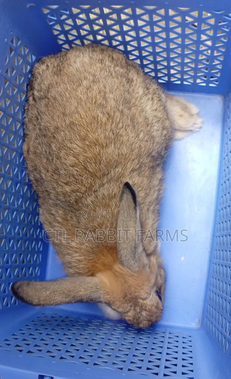 CTL Rabbit