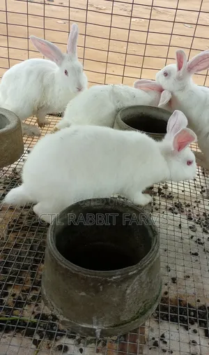 CTL Rabbit
