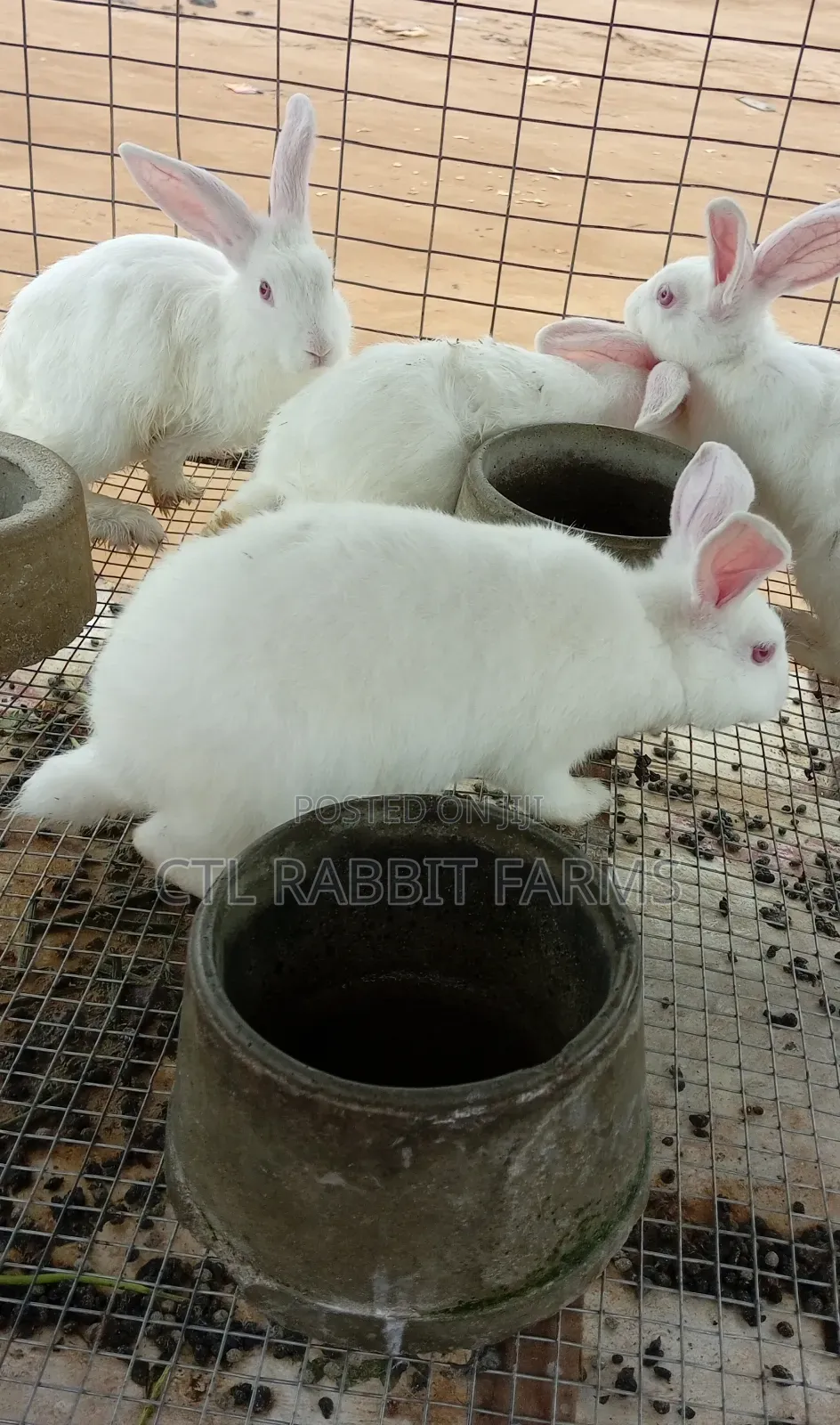 CTL Rabbit