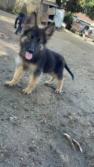 1-3 months Female Purebred German Shepherd