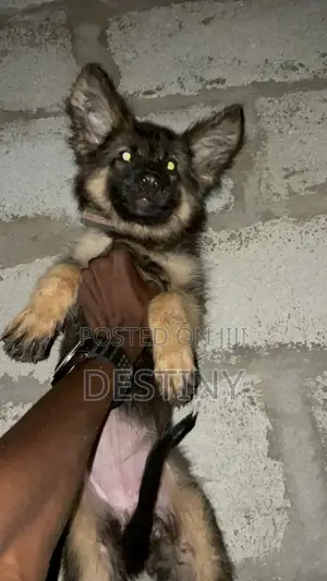 1-3 months Female Purebred German Shepherd