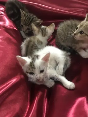 1-3 months Female Mixed Breed Ocicat