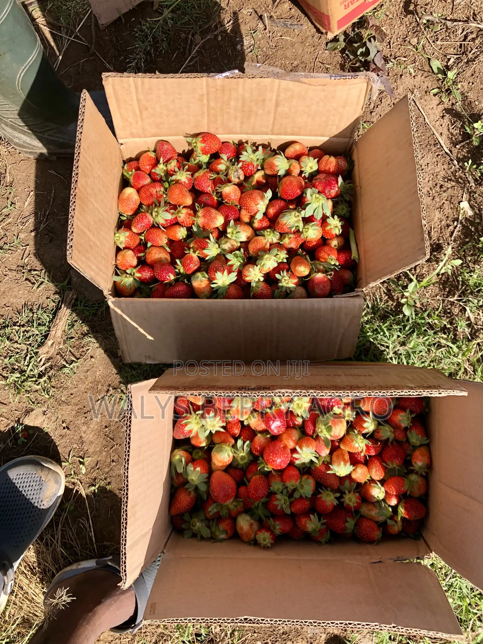Strawberry