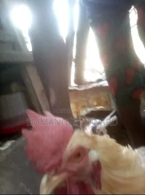 Live Chicken