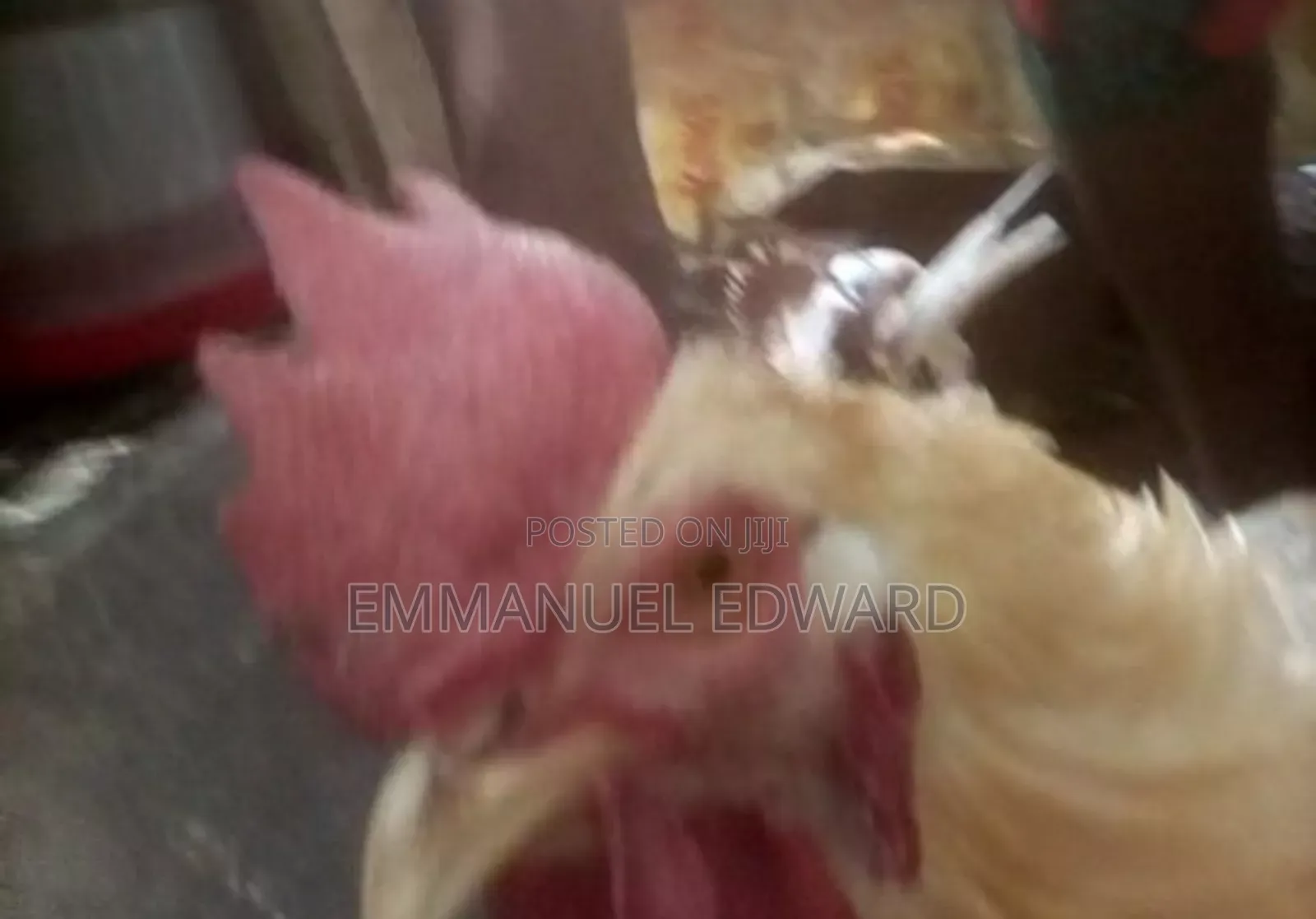 Live Chicken