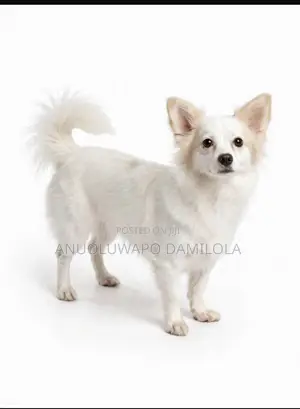 1+ year Female Mixed Breed American Eskimo