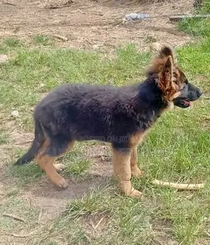 1-3 months Female Purebred German Shepherd