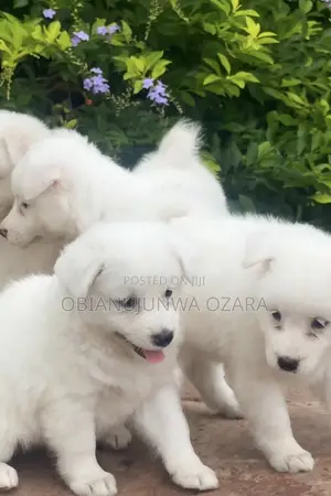 1-3 months Female Purebred American Eskimo