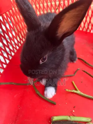 Pet Bunnies/Rabbits