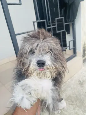 3-6 months Male Purebred Lhasa Apso
