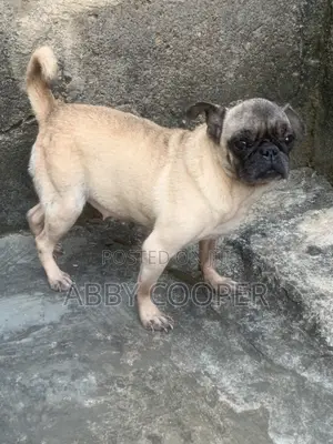 1+ year Female Purebred Pug