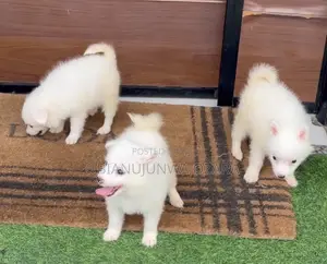 1-3 months Female Purebred American Eskimo