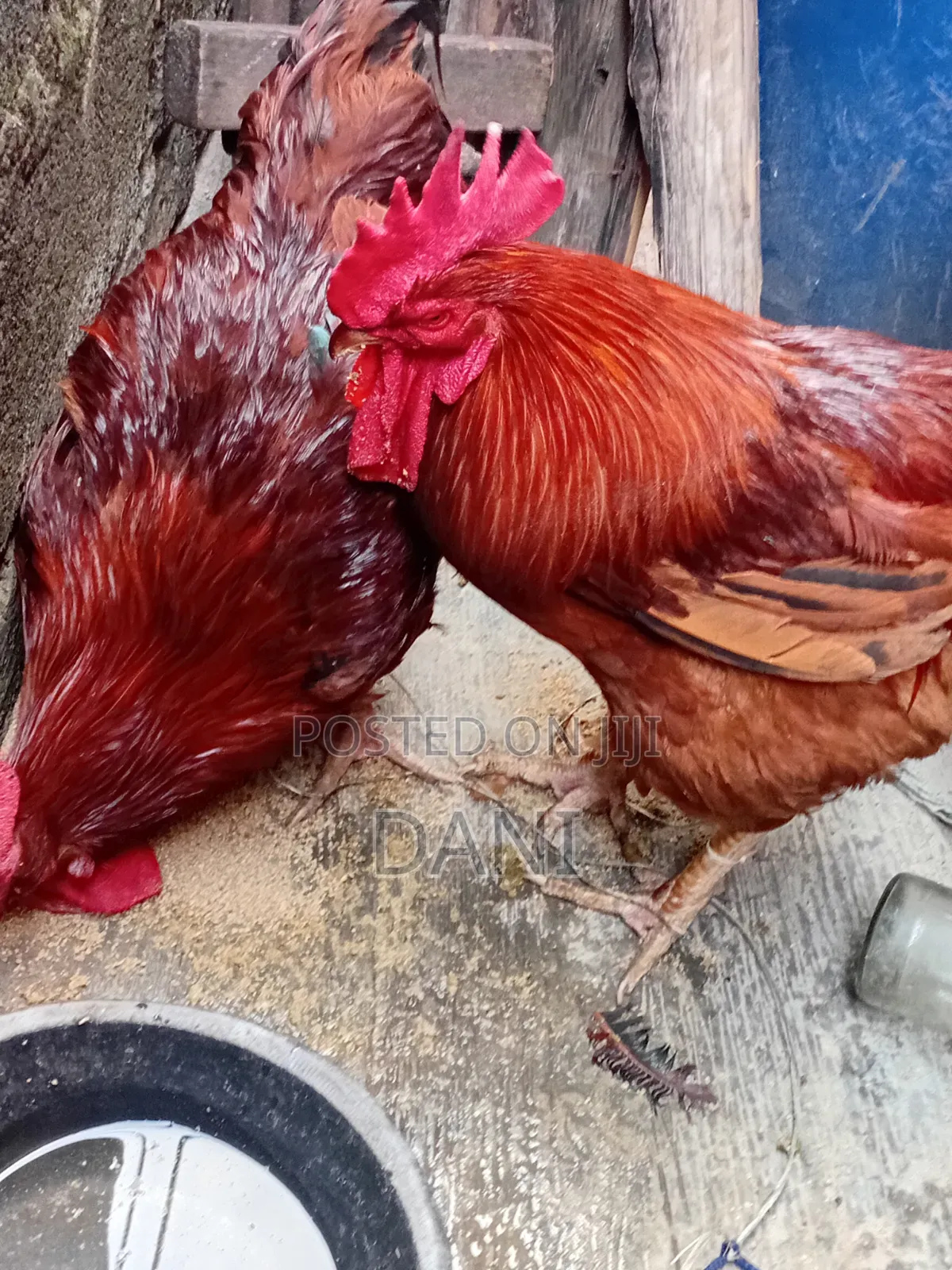 Livestock for Animal