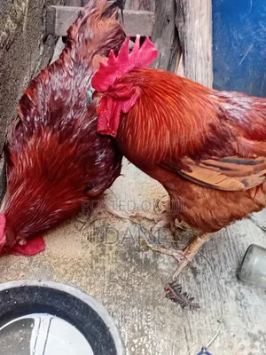 Livestock for Animal