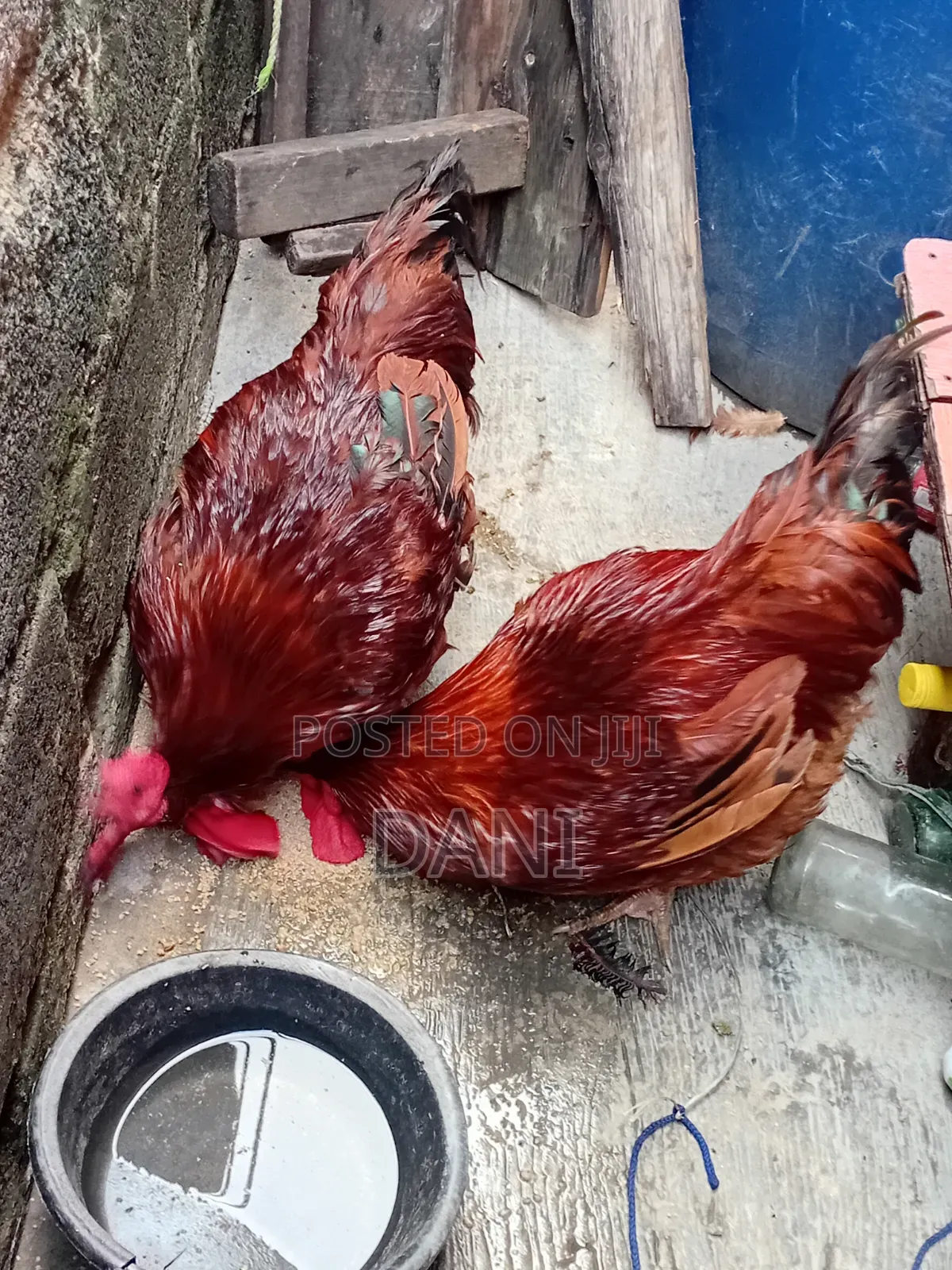 Livestock for Animal