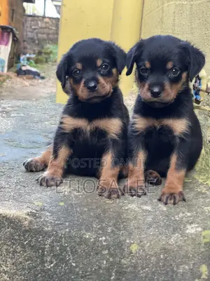 1-3 months Female Purebred Rottweiler