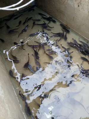 Live Cat Fish