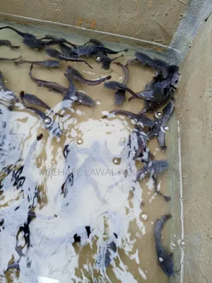Live Cat Fish