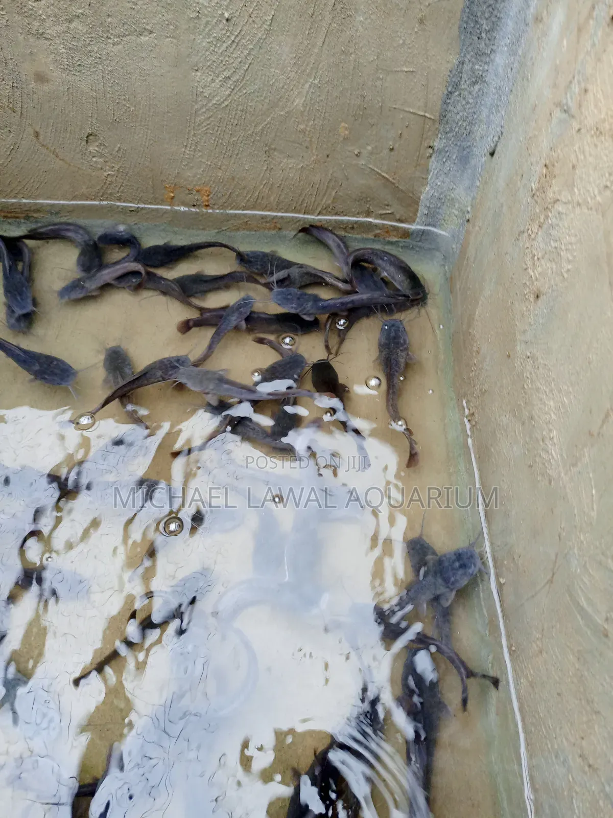 Live Cat Fish