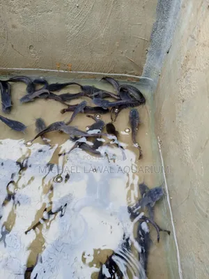 Live Cat Fish