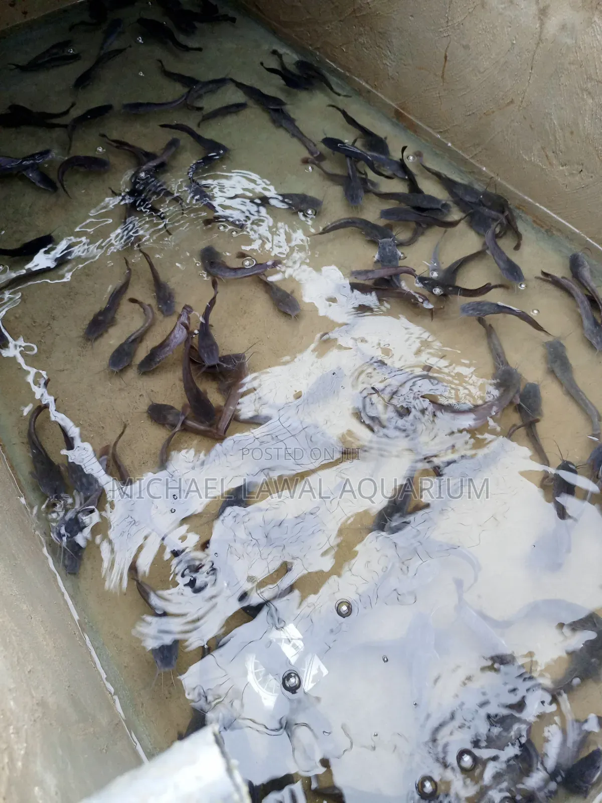 Live Cat Fish