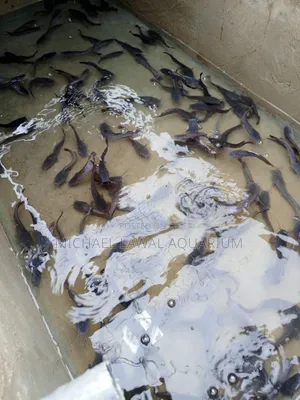 Live Cat Fish