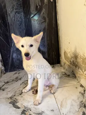 1-3 months Male Purebred American Eskimo