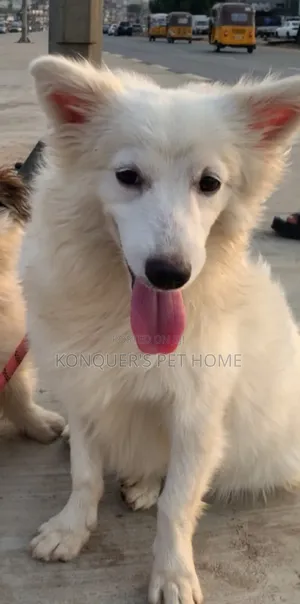 1+ year Female Purebred American Eskimo