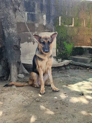 1+ year Female Purebred German Shepherd