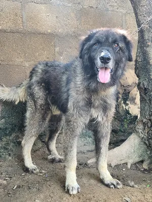 1+ year Male Purebred Caucasian Shepherd
