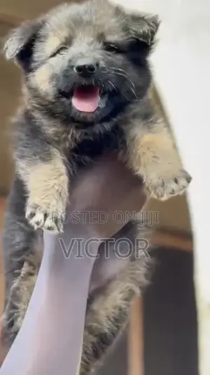 1-3 months Female Purebred German Shepherd