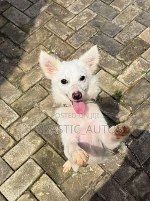 3-6 months Female Purebred American Eskimo